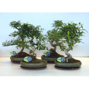 Bonsai mix, indoor, 29cm., shape, with drip tray