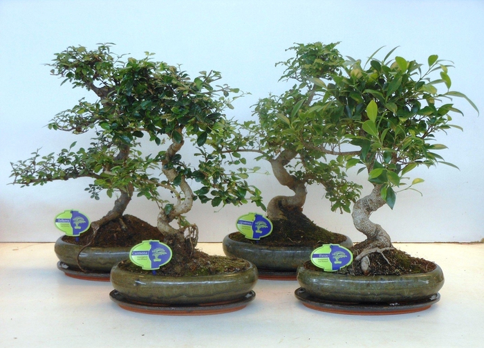 <h4>Bonsai mix, indoor, 29cm., shape, with drip tray</h4>