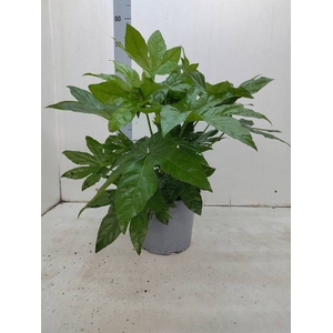 FATSIA OV