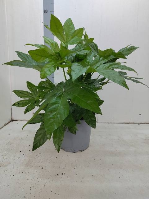<h4>FATSIA OV</h4>