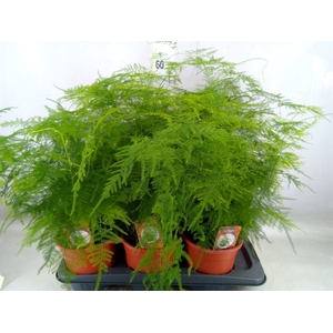 Asparagus setaceus