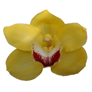 CYMB T MIMOSA