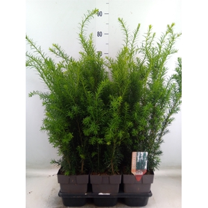 Taxus baccata   ...