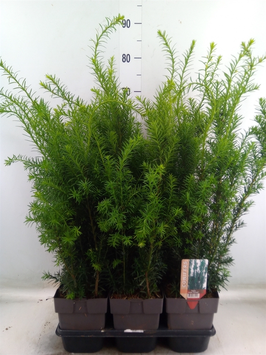 <h4>Taxus baccata   ...</h4>