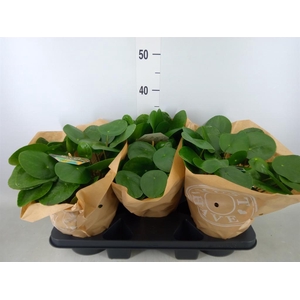 Pilea peperomioides