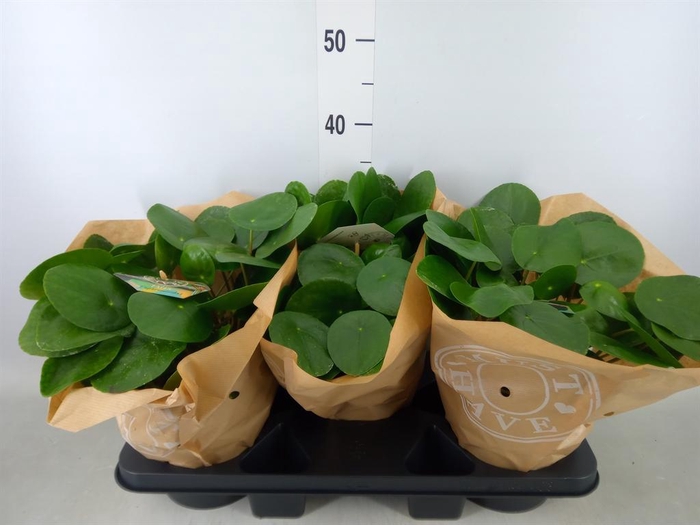 <h4>Pilea peperomioides</h4>