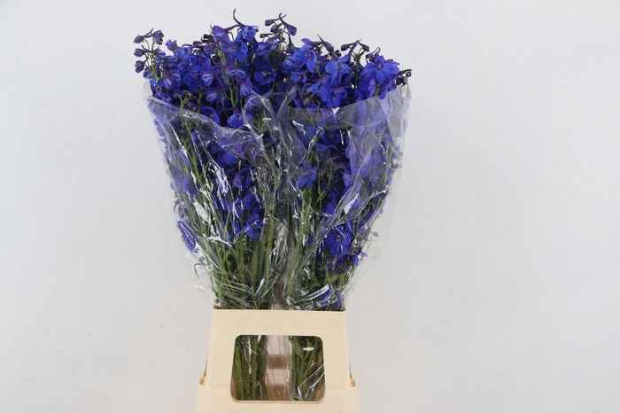 <h4>DELPH EN DONNA</h4>