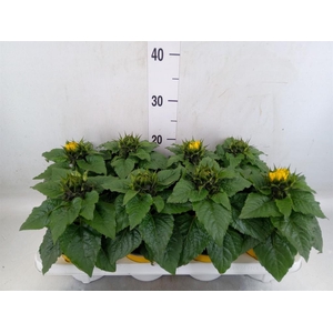 Helianthus an. 'Sunsation'