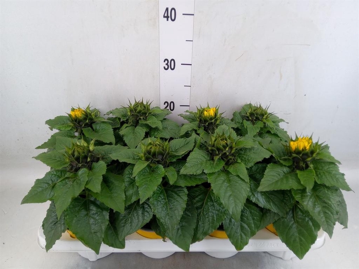 <h4>Helianthus an. 'Sunsation'</h4>