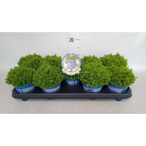 Hebe 'Emerald Gem'
