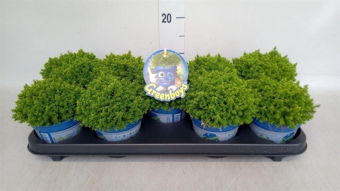 <h4>Hebe 'Emerald Gem'</h4>