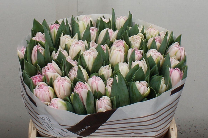 <h4>Tu Du Foxtrot</h4>