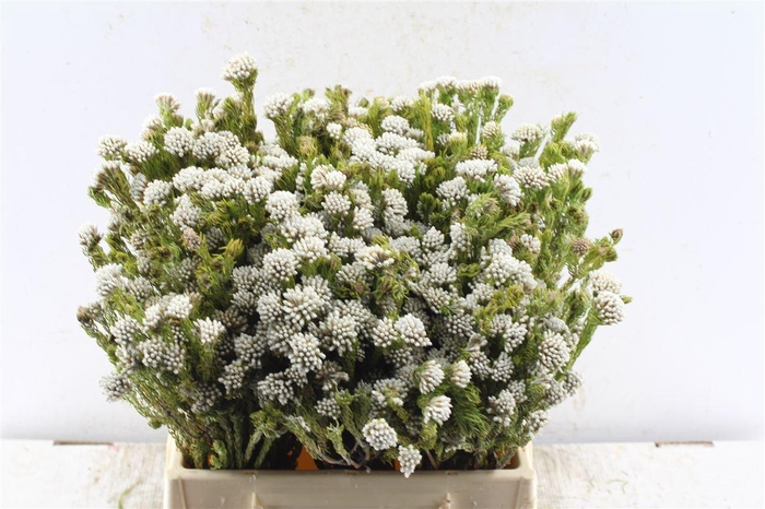 <h4>Kaaps Metalasia</h4>