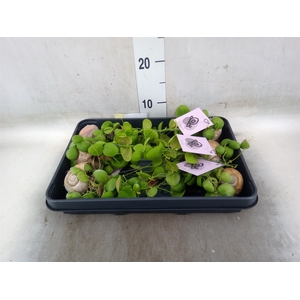 Arr.  Dischidia