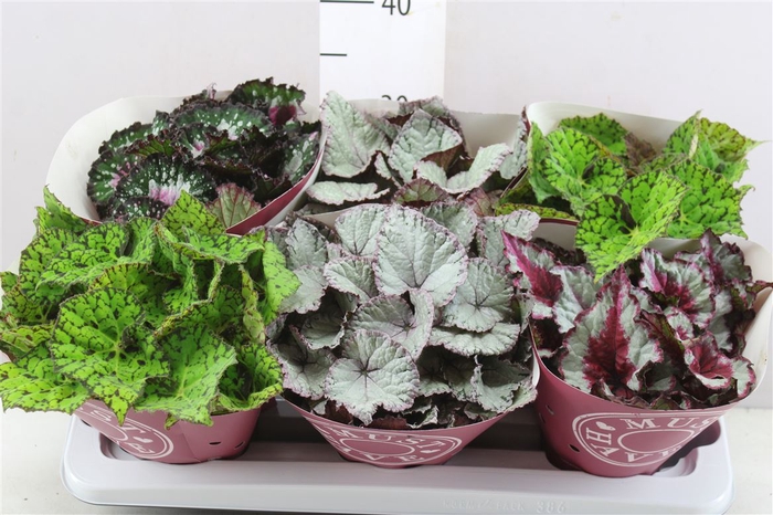 <h4>Begonia Blad Beleaf Gemengd</h4>