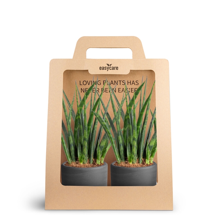 <h4>2-Pack Raw Black, Fernwood</h4>