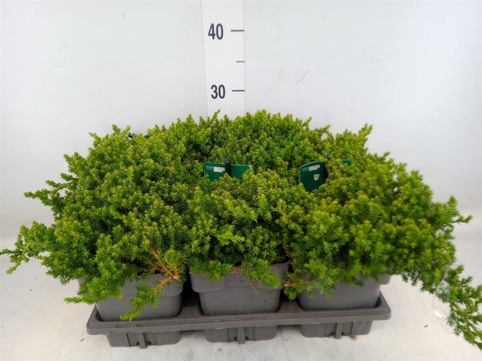 <h4>Chamaecyparis pis. 'Filifer Nana'</h4>