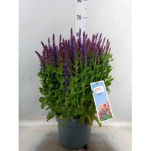 Salvia sylvestris 'Blue Marvel'