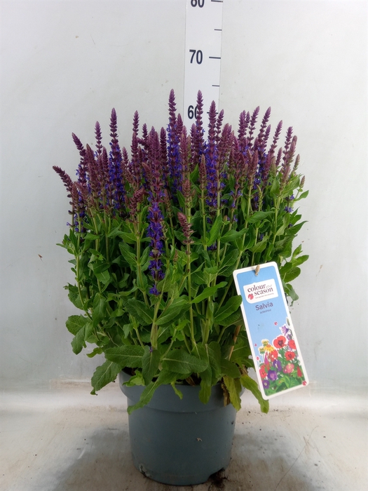 <h4>Salvia sylvestris 'Blue Marvel'</h4>