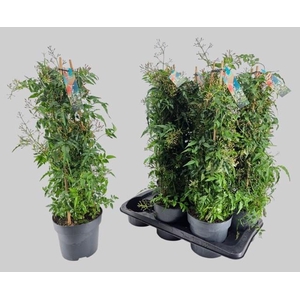 JASM POLYANTHUM WIT