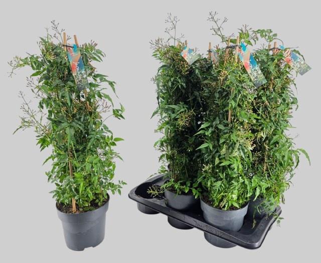 <h4>JASM POLYANTHUM WIT</h4>