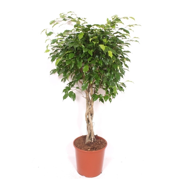 <h4>Ficus Exotica</h4>
