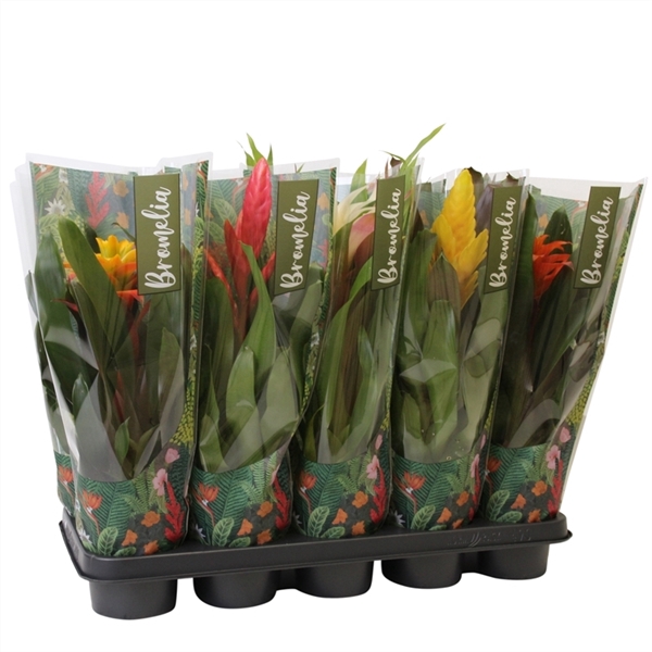 <h4>Bromelia Surprise Jungle</h4>