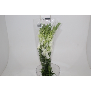 BOCA DE LEAO POTOMAC WHITE 070 CM