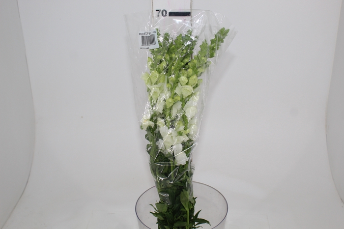 <h4>BOCA DE LEAO POTOMAC WHITE 070 CM</h4>