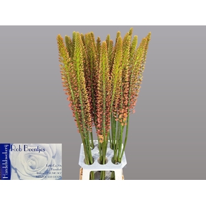 EREMURUS CLEOPATRA