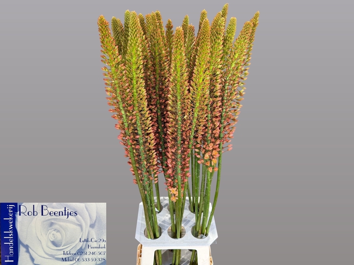 <h4>EREMURUS CLEOPATRA</h4>