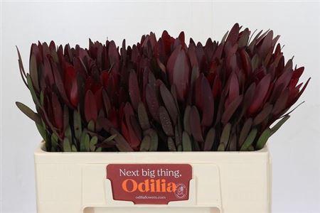 <h4>Leucad Saf Sunset</h4>