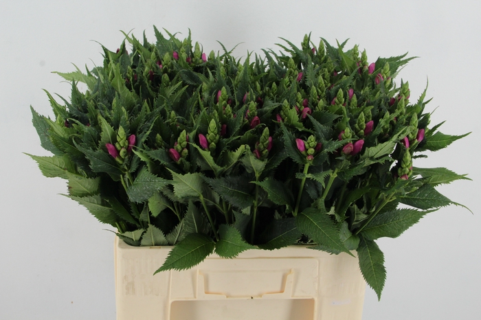 <h4>CHELONE OBLIQUA</h4>