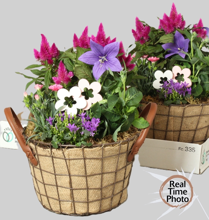 <h4>ARR TUINPLANTEN</h4>