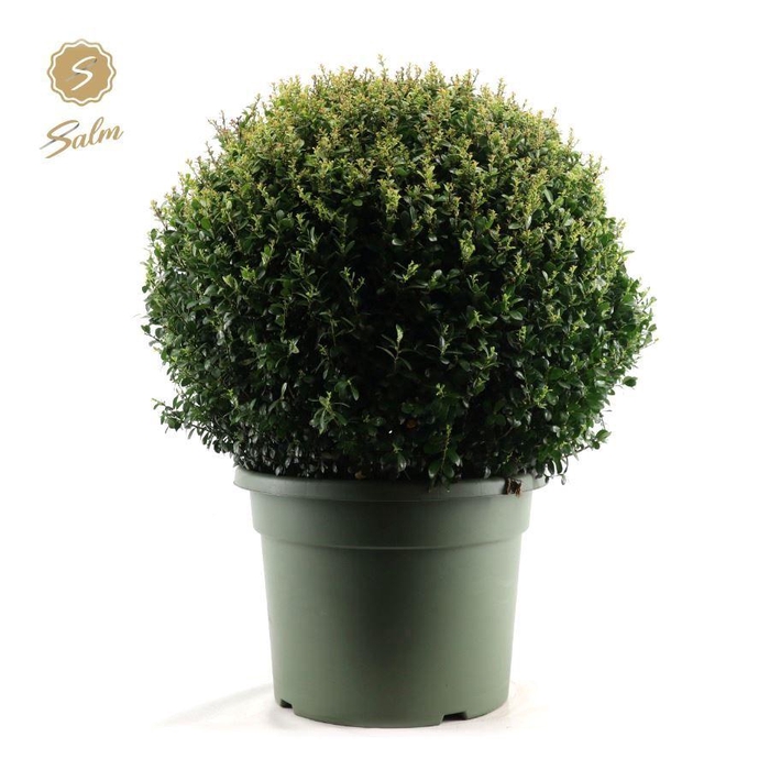 <h4>Ilex crenata Ball Ø70cm P45</h4>