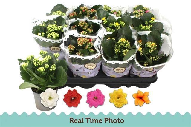 <h4>Kalanchoe gevuld gemengd 5klr.</h4>