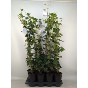 Hedera hibernica