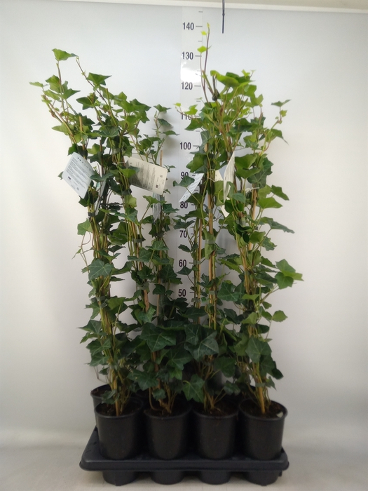 <h4>Hedera hibernica</h4>