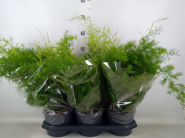 <h4>Asparagus dens. 'Sprengeri'</h4>
