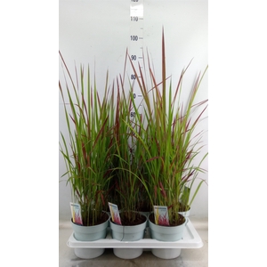 Imperata cylindrica 'Red Baron'