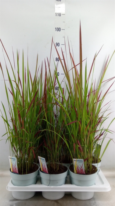 <h4>Imperata cylindrica 'Red Baron'</h4>
