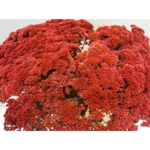 Sedum Bordeaux