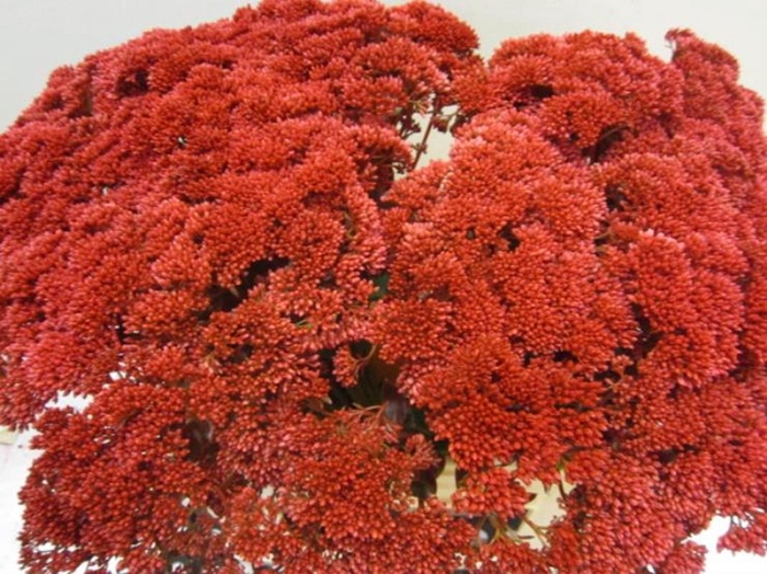 <h4>Sedum Bordeaux</h4>