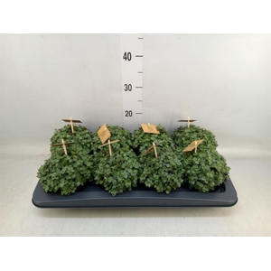 Callisia repens 'Turtle'