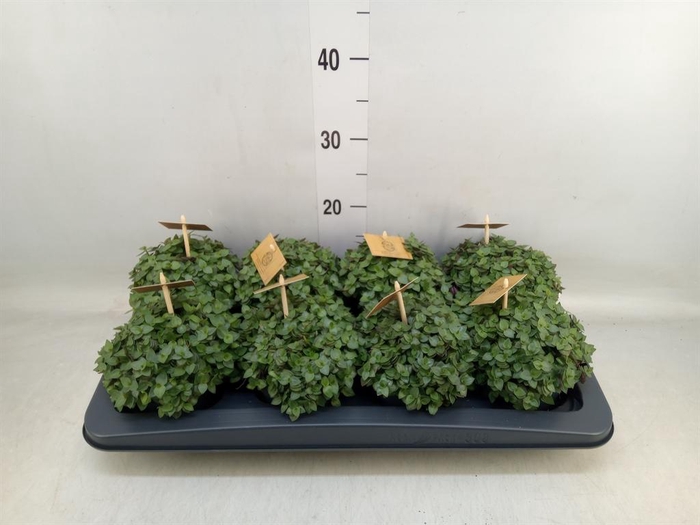 <h4>Callisia repens 'Turtle'</h4>