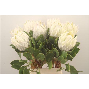 Protea Cy Arctic Ice