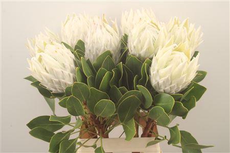 <h4>Protea Cy Arctic Ice</h4>