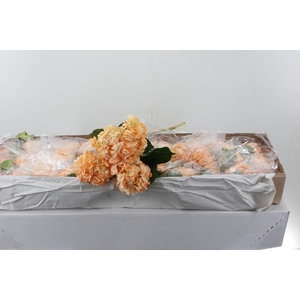 Hydr Peach Tinted Select Box