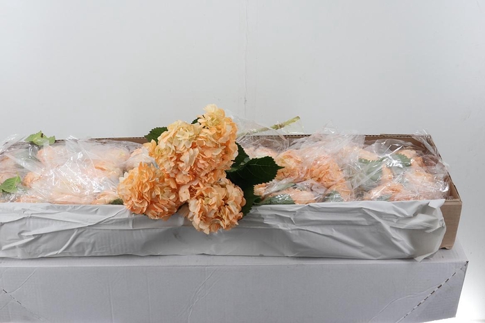 <h4>Hydr Peach Tinted Select Box</h4>