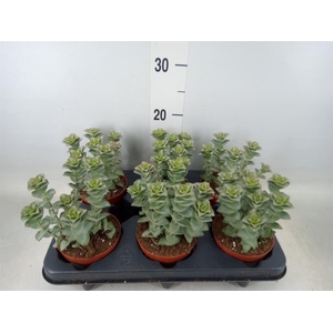 Crassula perforata 'Giant Form'